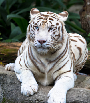 Portrait, weißer Tiger mit blauen Augen,