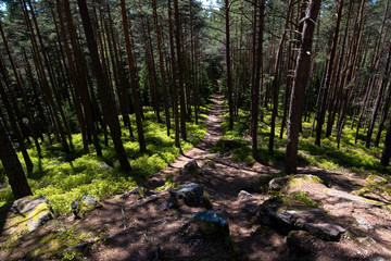 Obraz premium Einsame Wälder in den Vogesen