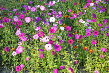 Obraz na płótnie Canvas Colorful flowerbed of Petunia exserta flowers. Natural Petunia flowers Background.