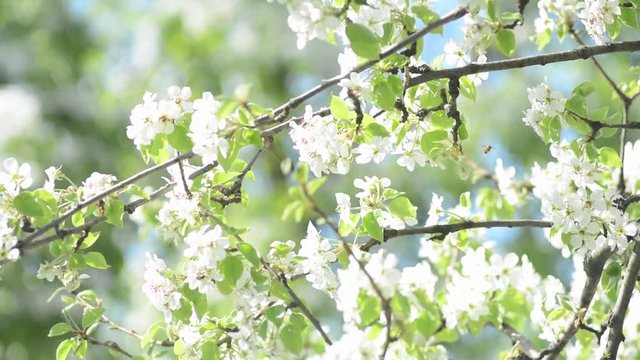 blooming spring pear tree