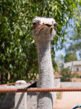 The Ostrich or Common Ostrich (Struthio camelus)