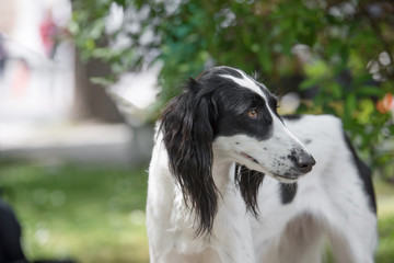 Fototapeta premium Taigan, (Kyrgyz Sighthound) sitting on the green grass
