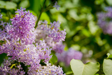 Lilac Spring Flowers