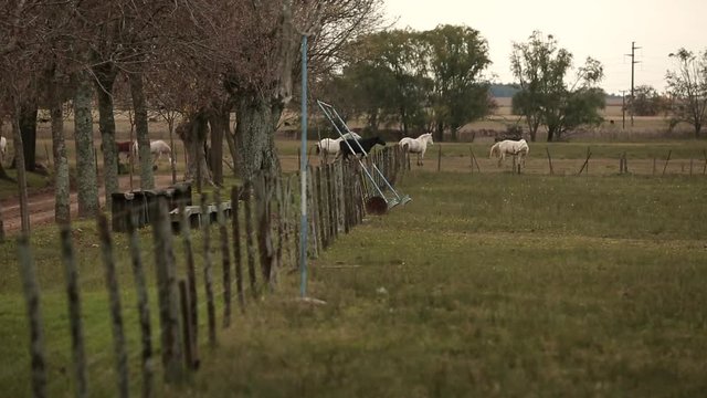 horses are grazing in the farm