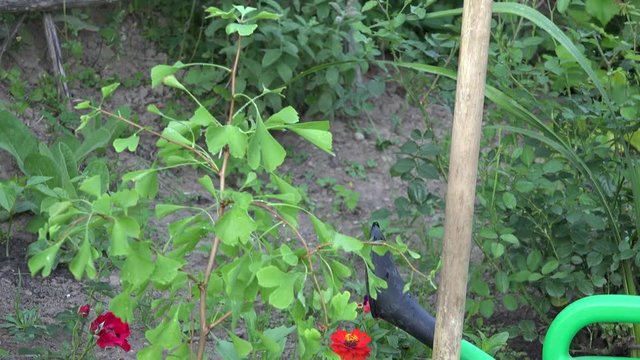 tilt up fresh maidenhair tree seedling in garden at summer. 4K 