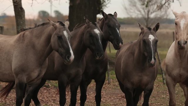Beautiful herd of horses at ranch