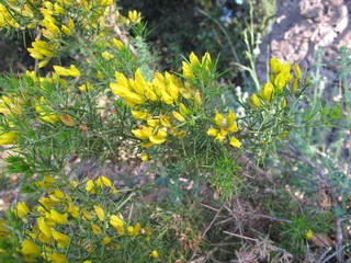 Blühender Stechginster, Ulex europaeus