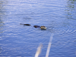 detail of  Myocastor coypus, single mammal in water