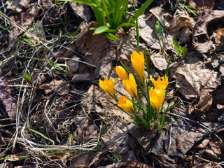 Blooming yellow crocus in dry leaves macro, selective focus, shallow DOF