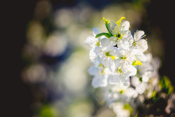 Spring White Blooming Trees Retro