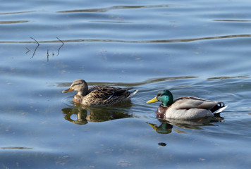 Couple of wild ducks