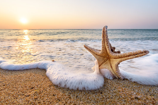 Starfish on summer beach at sunrise.