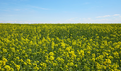 Rape field landscape