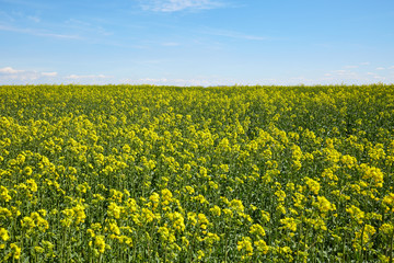 Obraz premium Rape field landscape