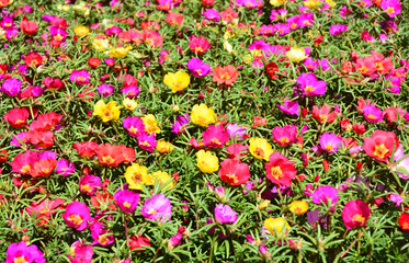 Colorful flowerbed of hogweed or Portulaca also known as moss roses. Natural flowers Background.