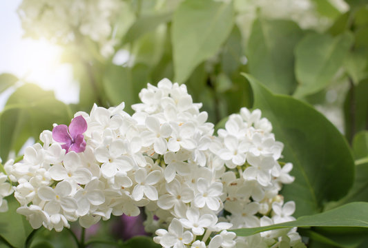 spring wonders in the garden/ Small purple flower in a bouquet of white lilac