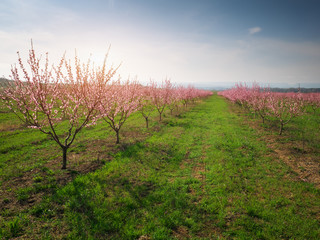 Orchard blooming spring garden.
