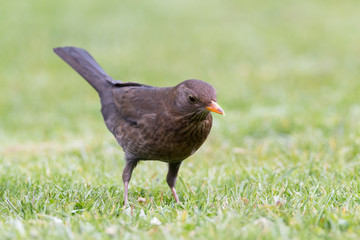Amsel