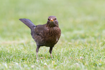 Amsel