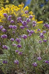 flora of Gran Canaria - Erysimum albescens