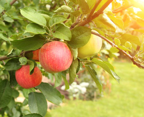 Crop of apples