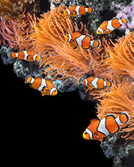 Sea anemone and clown fish