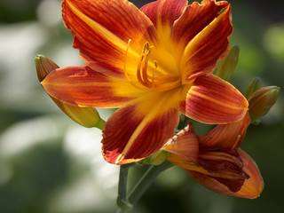 Day lily