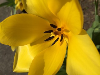Tulpe gelb Blume Frühling Garten Natur blühen flora