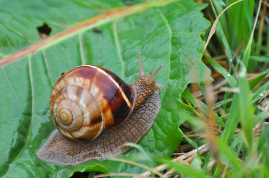 Snail crawling on green leaf in garden on rain. Snail in the natural wetland habitats