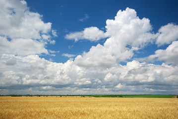 Meadow of wheat.