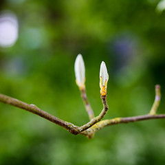 Sorbus aria 'Lutescens', Golden Whitebeam, in bud