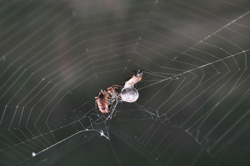 Spider wrapping its victim (wasp) up into the web for further eating. Spider wrapping its prey in silk.