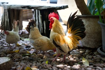 Bantam chicken are looking for food