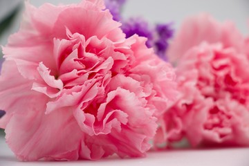 Carnation flower in pink