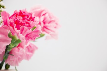 Pink carnation flower