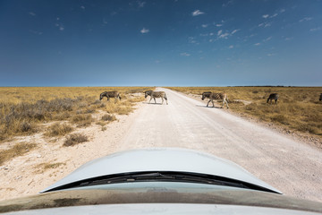 Zebra crossing in front of a car during a safari in the Etosha National park, Namibia