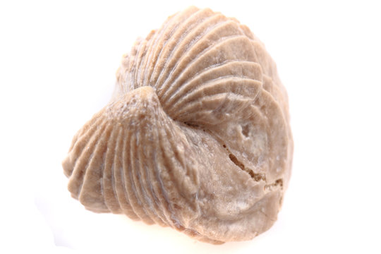 shell fossil isolated