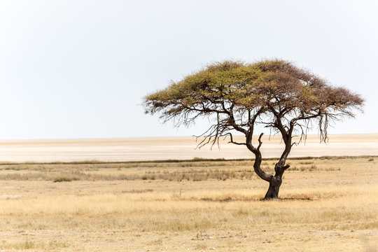 African tree sitting alone in the planes of Africa