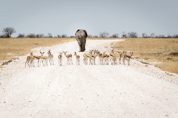 Fototapeta na wymiar Elephant walking away along a dusty road with a group of Springboks
