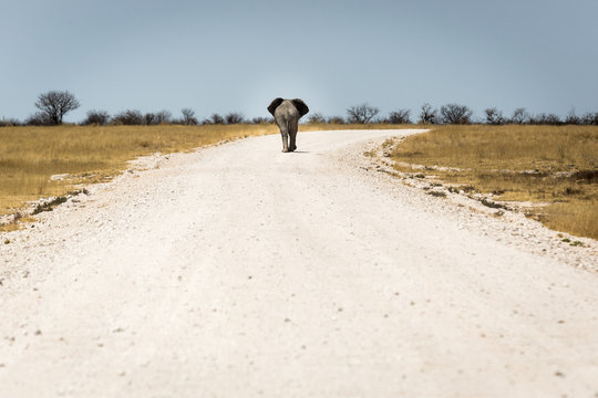 Lonely elephant walking away along a dusty road