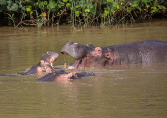 Hippopotamus mother kissing with her child in the water at the  ISimangaliso Wetland Park, South Africa