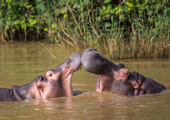 Hippopotamus mother kissing with her child in the water at the  ISimangaliso Wetland Park, South Africa