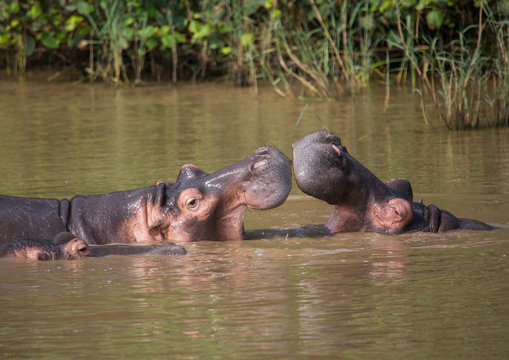 Hippopotamus mother kissing with her child in the water at the  ISimangaliso Wetland Park, South Africa