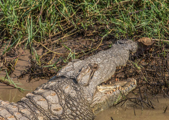 Obraz premium Crocodile waiting for food at the ISimangaliso Wetland Park, South Africa