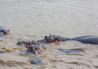 Fototapeta premium Hippopotamus in the water at the ISimangaliso Wetland Park, South Africa