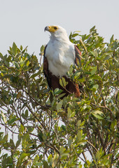 African fish eagle on a tree at the  ISimangaliso Wetland Park, South Africa
