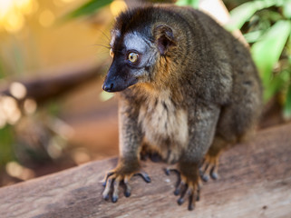 One brown lemur with short, dense fur. The face, muzzle and crown are dark grey with paler eyebrow patches