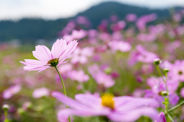 Obraz premium Purple Cosmos flower meadow