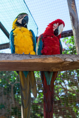 Close up view of two Macaw parrots sitting on the perch. Colorful streamlined bodies and large heads with a hooked mandible or beak