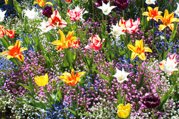 Obraz premium Tulipes